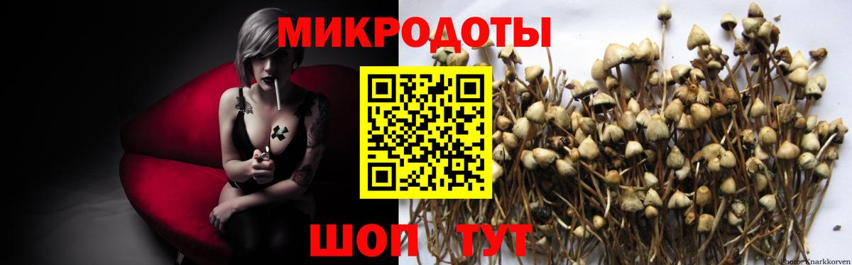 Галлюциногенные грибы Psilocybe Мурманск